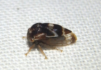 Cyrtolobus pulchellus; Treehopper species