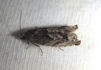 3254.1 - Pseudexentera vaccinii; Tortricid Moth species