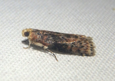 5804 - Sciota rubrisparsella; Pyralid Moth species