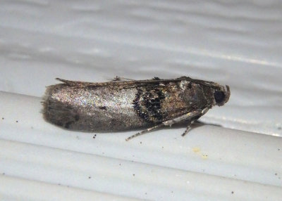5808 - Tlascala reductella; Tlascala Moth