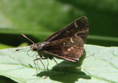 Amblyscirtes hegon; Pepper and Salt Skipper 