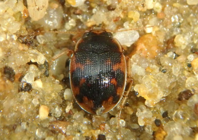 Omophron americanum; American Round Sand Beetle