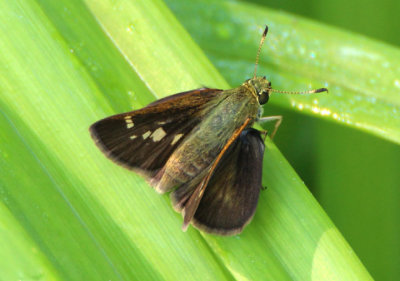 Pompeius verna; Little Glassywing; female