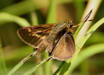 Pompeius verna; Little Glassywing; male