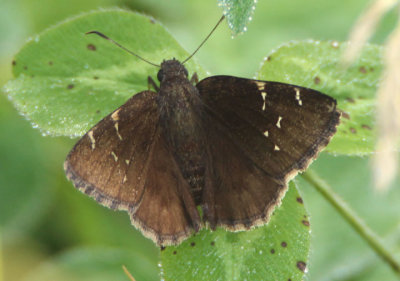 Thorybes pylades; Northern Cloudywing