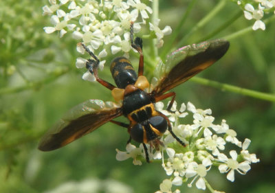 Trichopoda plumipes; Feather-legged Fly species