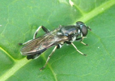 Xylota angustiventris; Syrphid Fly species; female