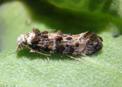 0317 - Xylesthia pruniramiella; Speckled Xylesthia Moth