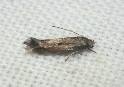 1081-1132 - Elachista Grass Miner Moth species