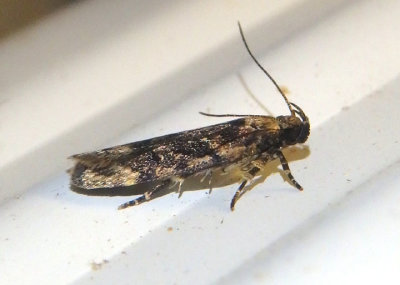 2119 - Chionodes thoraceochrella; Twirler Moth species