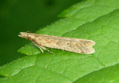 2281 - Dichomeris ligulella; Palmerworm Moth 