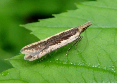 2281 - Dichomeris ligulella; Palmerworm Moth
