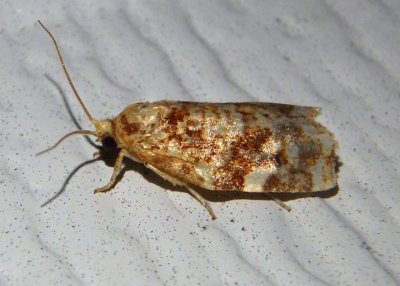 3648 - Archips argyrospila; Fruit-Tree Leafroller Moth 
