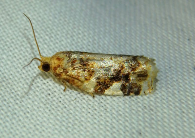 3648 - Archips argyrospila; Fruit-Tree Leafroller Moth