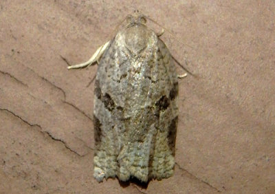 3660 - Archips grisea; Tortricid Moth species; female