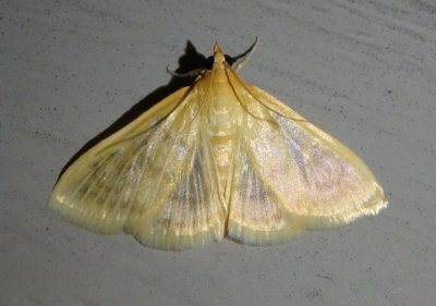 4960-4973 - Hahncappsia Crambid Snout Moth species