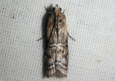 5745 - Glyptocera consobrinella; Pyralid Moth species 