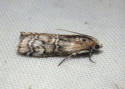 5745 - Glyptocera consobrinella; Pyralid Moth species