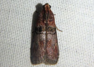 5794 - Sciota vetustella; Pyralid Moth species