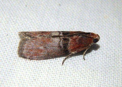 5794 - Sciota vetustella; Pyralid Moth species