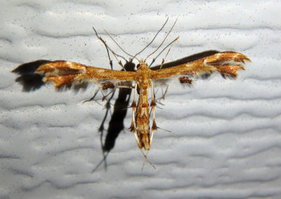 6091 - Geina periscelidactylus; Grape Plume Moth