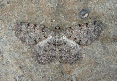 6570 - Aethalura intertexta; Four-barred Gray