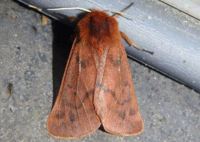 8158 - Phragmatobia assimilans; Large Ruby Tiger Moth