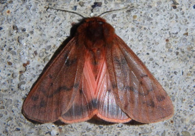 8158 - Phragmatobia assimilans; Large Ruby Tiger Moth 