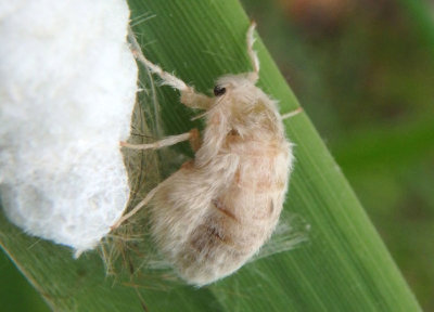 8316 - Orgyia leucostigma; White-marked Tussock Moth; female