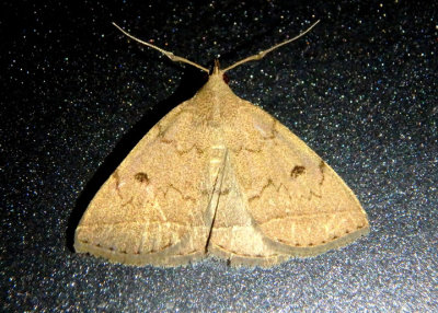 8349 - Zanclognatha protumnusalis; Litter Moth species