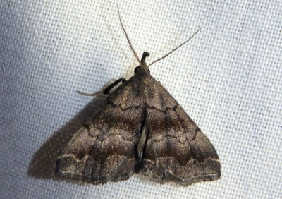 8364 - Phalaenostola larentioides; Black-banded Owlet