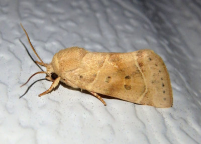 9815 - Cosmia calami; American Dun-bar Moth
