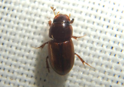 Blackburneus stercorosus; Dung Beetle species