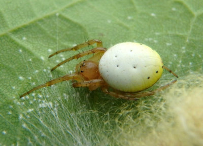 Araniella displicata; Six-spotted Orbweaver