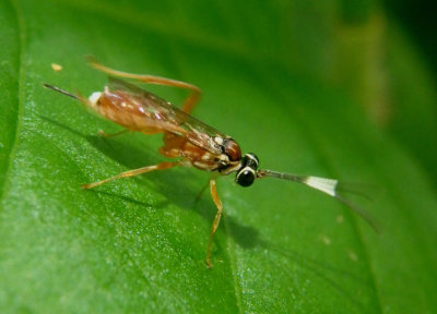 Diapetimorpha Ichneumon Wasp species; female
