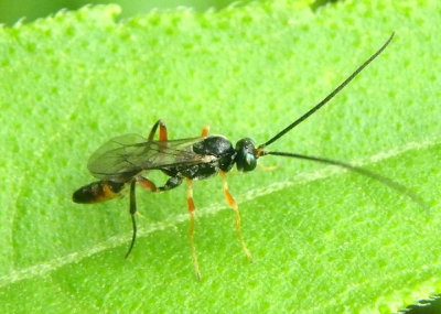 Campopleginae Ichneumon Wasp species; male