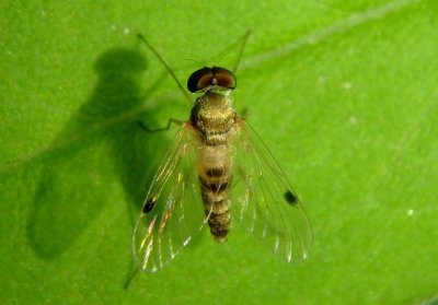Chrysopilus modestus; Snipe Fly species; male