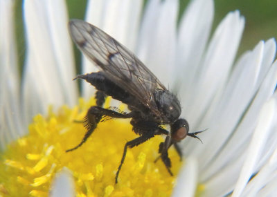 Empis clausa; Dance Fly species; female