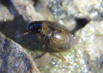 Enochrus Water Scavenger Beetle species