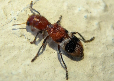 Enoclerus nigripes; Checkered Beetle species