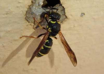 Euodynerus Mason Wasp species