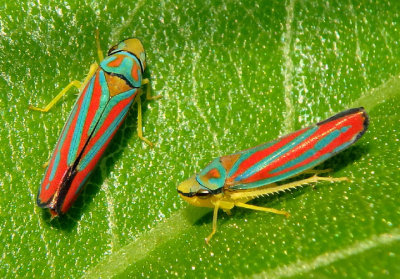 Graphocephala coccinea; Red-banded Leafhoppers
