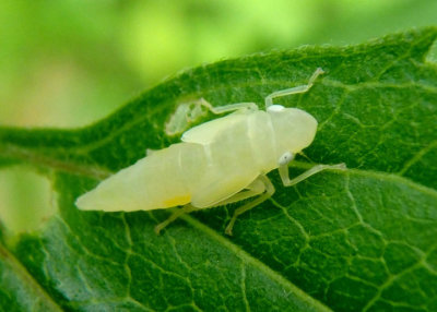 Graphocephala Leafhopper species nymph
