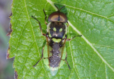 Hedriodiscus binotatus; Soldier Fly species; male
