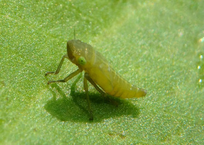 Helochara communis; Bog Leafhopper nymph