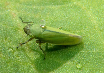 Helochara communis; Bog Leafhopper