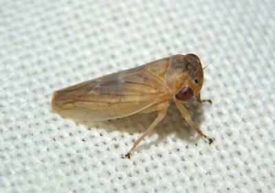 Idiocerus Leafhopper species