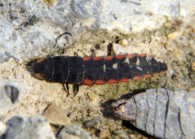 Lampyridae Firefly species larva