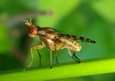 Limnia Marsh Fly species