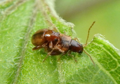 Longitarsus Flea Beetle species